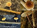 Crinipellis scabella-amf472